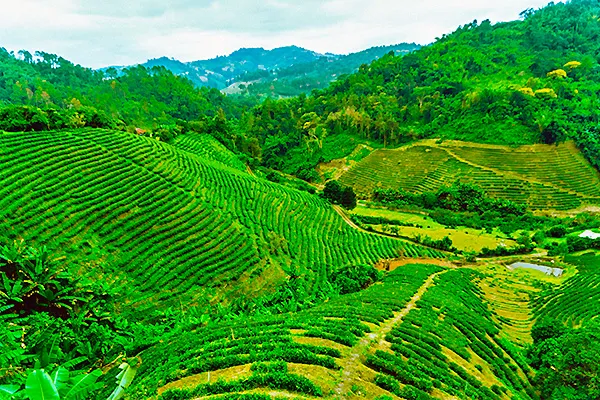 Tea Plantation Ban Rak Thai