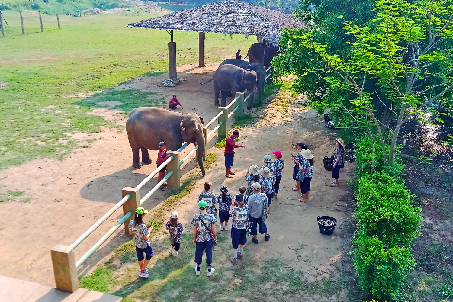 Baan Chang Elephant Park Chiang Mai