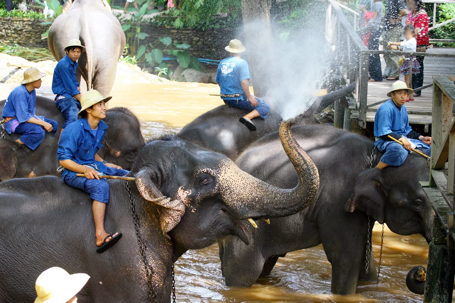 Elephant Camp Chiang Mai