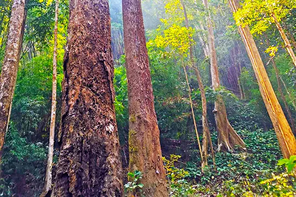 Mae Hong Son Trekking